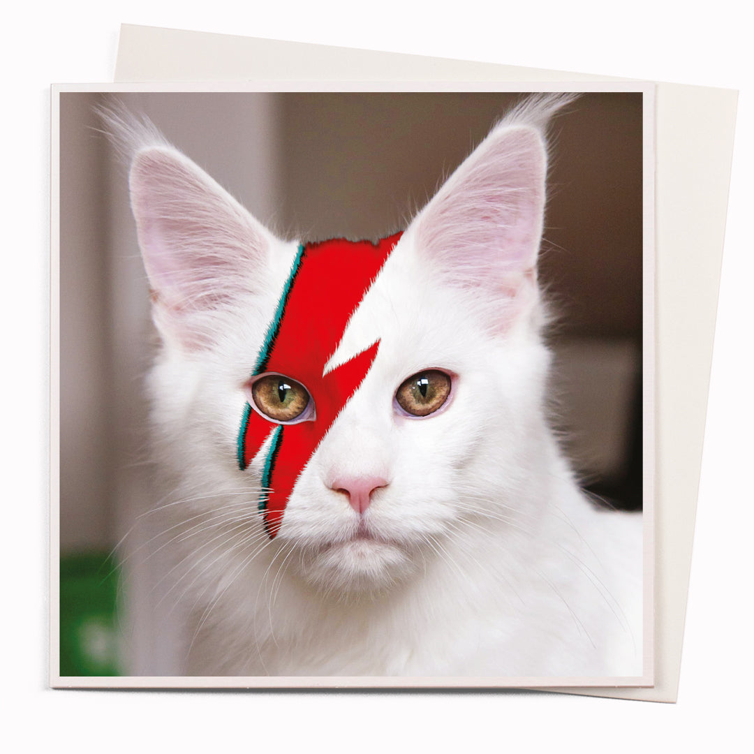 The 'Meowie' card is part of the 1000 Words - Slice of life licensed photography collection with a focus on animal shenanigans and the ridiculous.