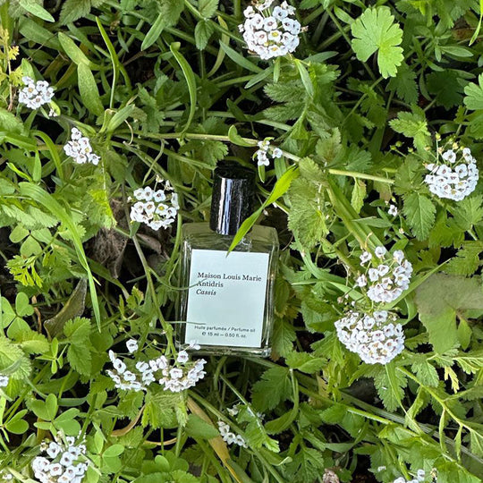 Cassis, White Rose and Bergamot are the standout notes with the fragrance having fruity Bergamot and Cassis, with a green White Rose and warm Oakmoss and Musk base. The scent is floral and is described by Maison Louis Marie as a more feminine scent.