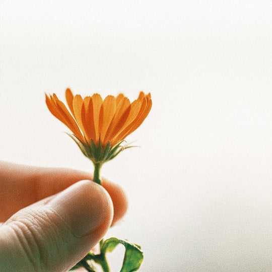 Face Oil | Blazon Sprung | 50ml