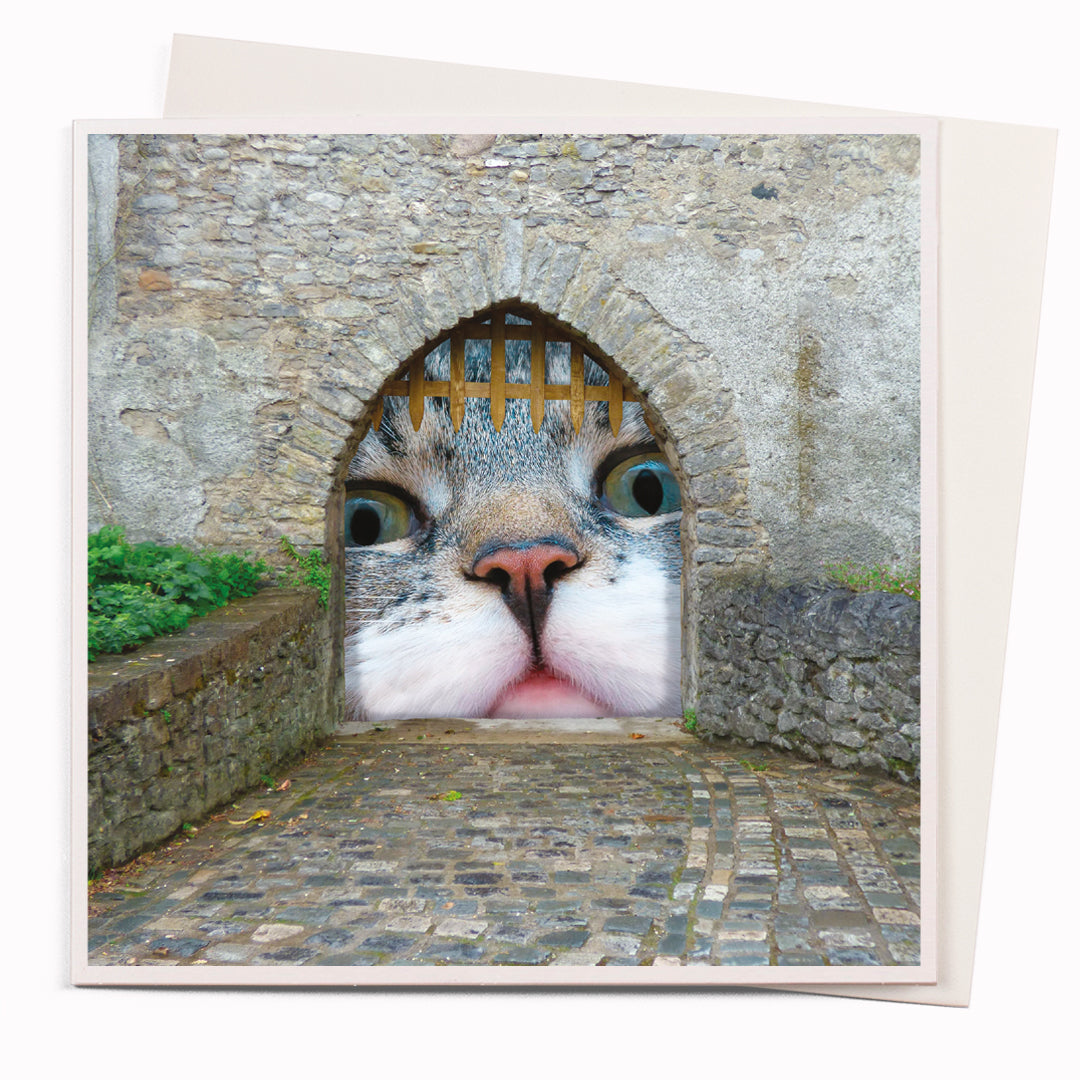 A mainstay of the USTUDIO collection, 1000 Words is a creative and humorous photographic greeting card range that is also our most decorated range. It has now won three Henries (the 'Oscars' of the greeting card industry... yes there really is such a thing!)