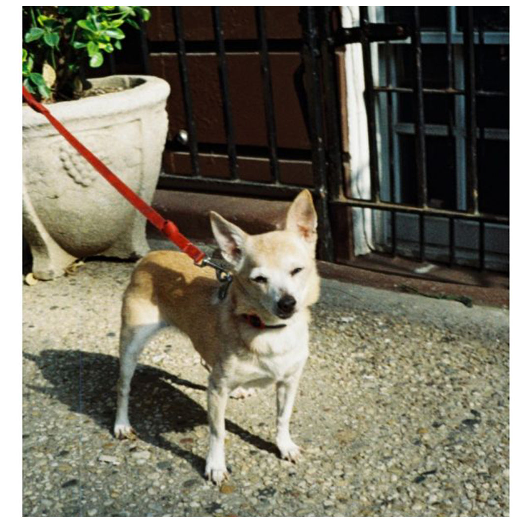 Color Tiger 110 Film | ISO 200