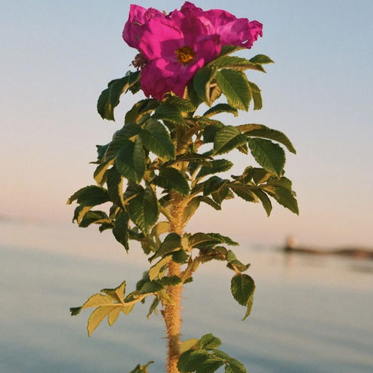 Beach Rose gently cleanses without stripping your skin of its natural moisture. A fine and generous foaming hand and body wash.