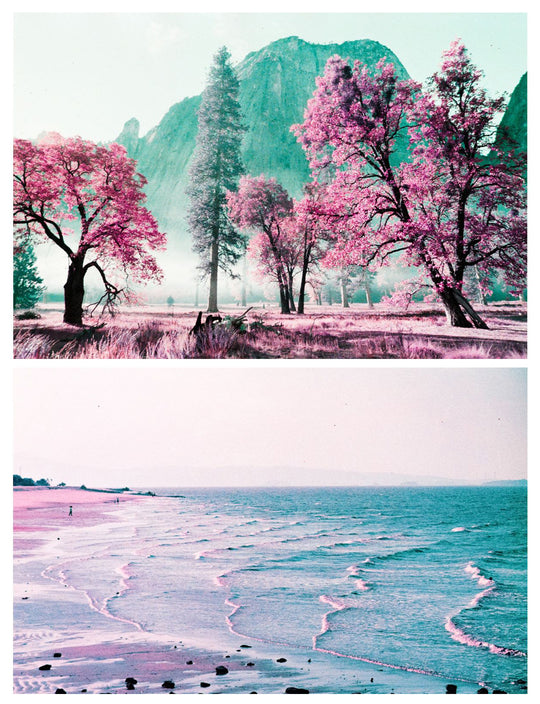 LomoChrome Purple Pétillant 35mm Film | ISO 100–400