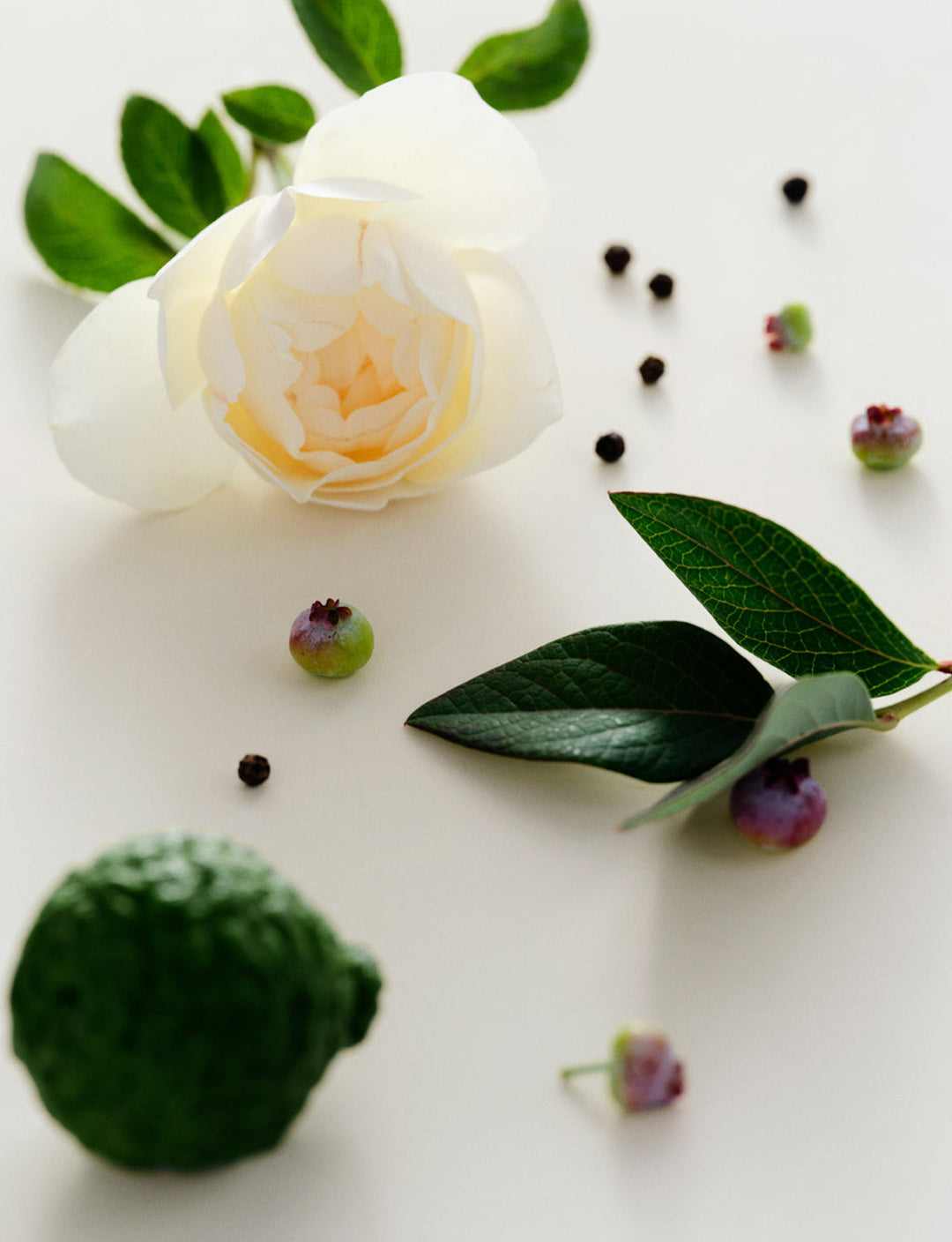 Antidris Cassis | Perfume Oil