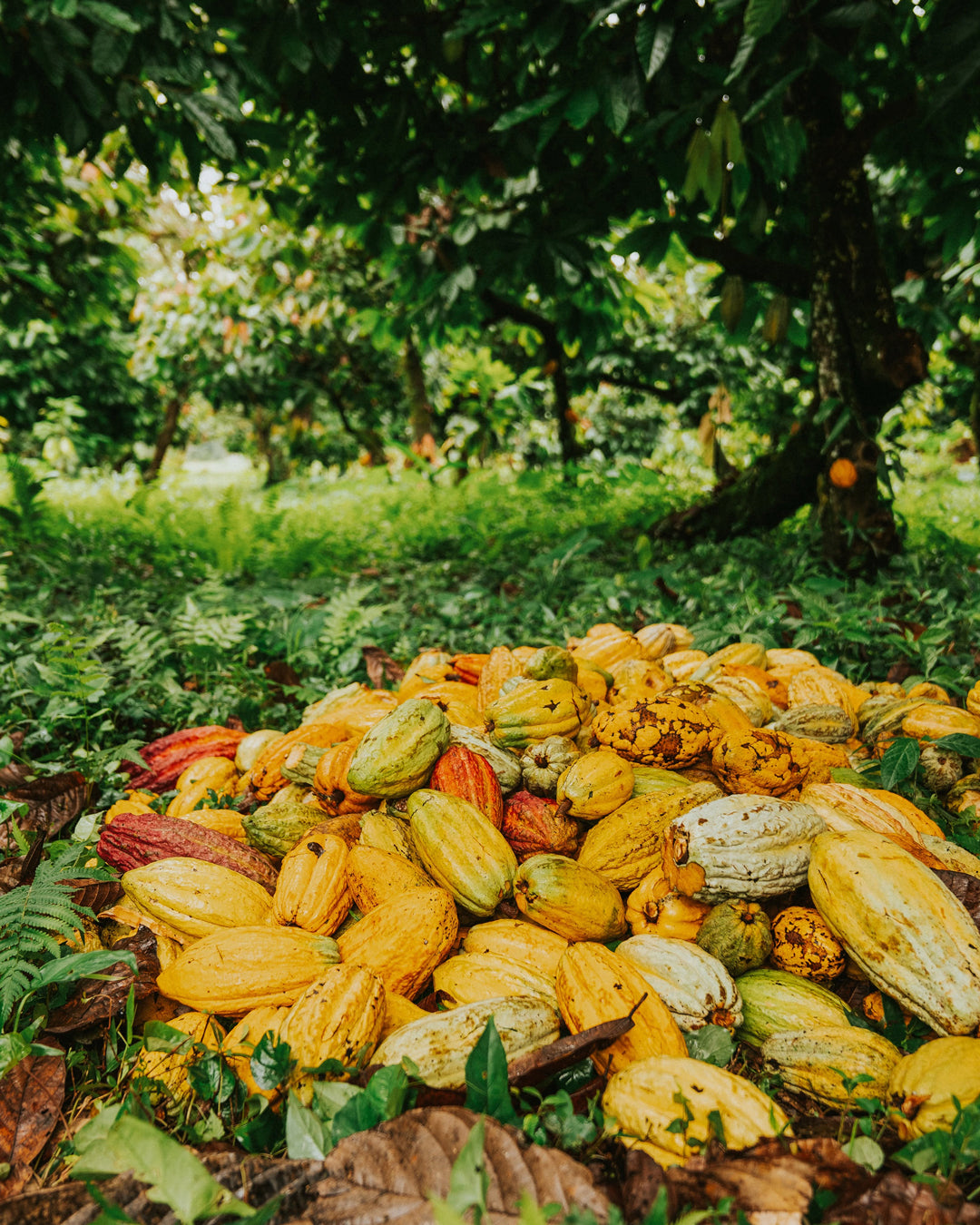 Double Origin Series - Haiti Beans + Sharpham Park organic British walnuts