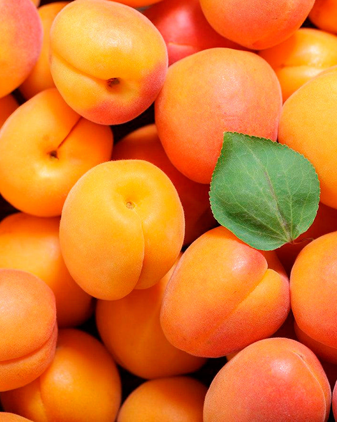 Bergeron apricots were chosen after extensive testing for the way they retain their fresh flavour during cooking. 