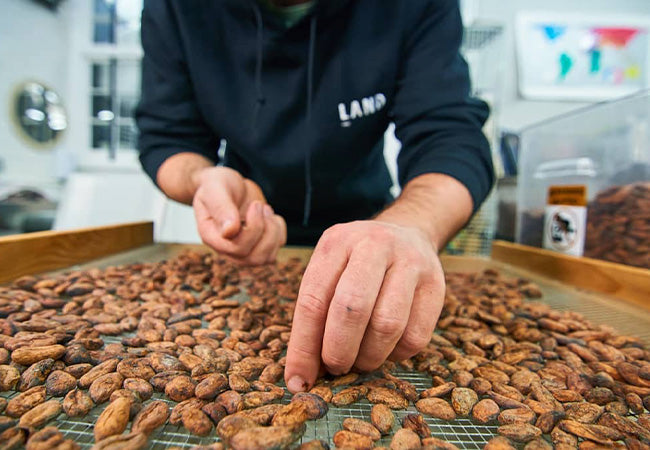 land chocolate sorting beans