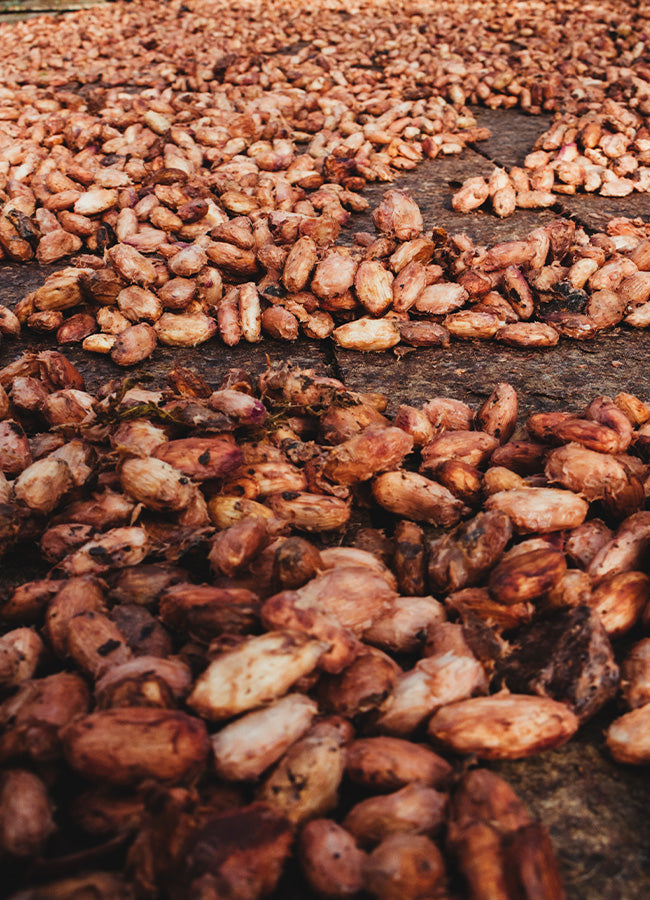cocoa beans on belt going to roaster