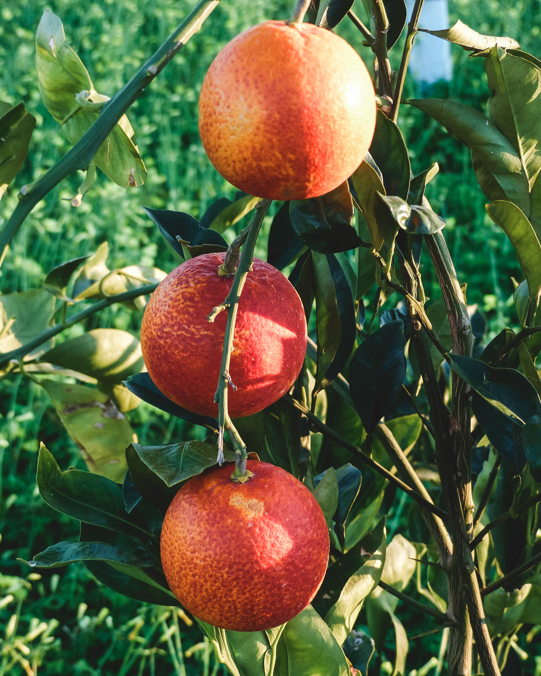 Made with sweet blood oranges cut to a fine shred, this is a softer, brighter take on traditional marmalade. 