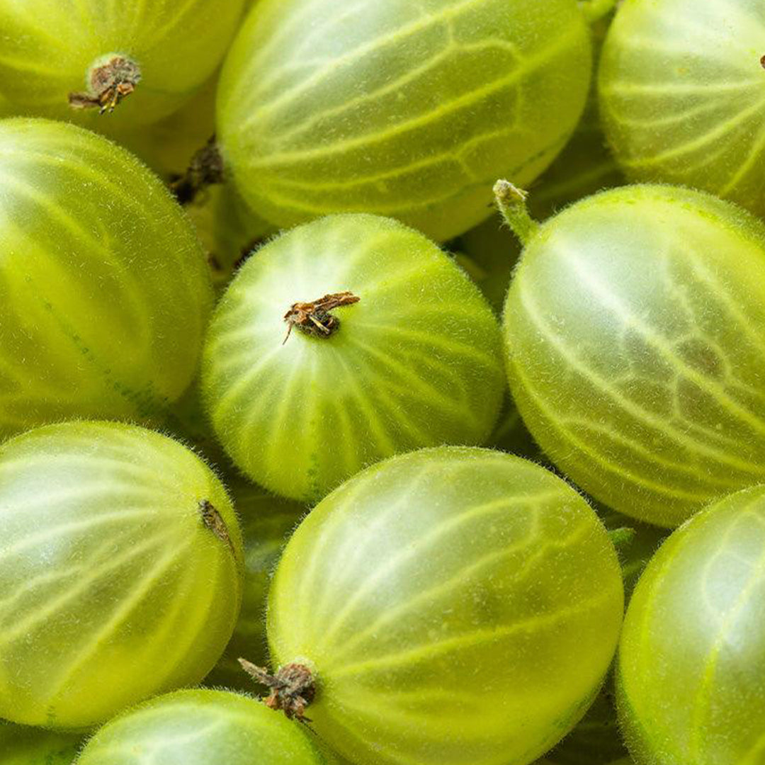 Invicta Gooseberry Preserve by Single Variety Co uses seasonal British Gooseberries to create their limited edition jam.