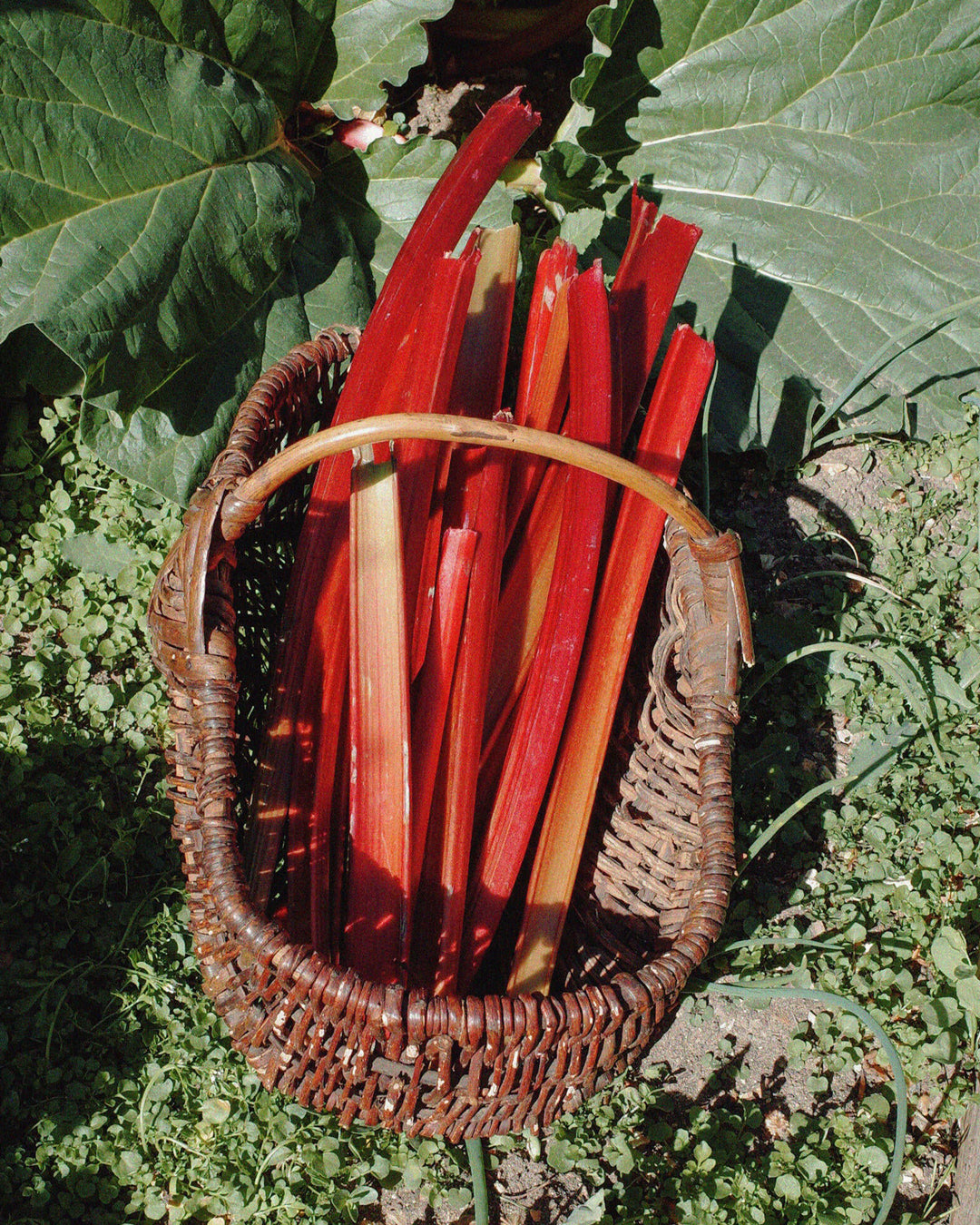 Rhubarb - Geranium Limited Edition. from L:A Bruket has fragrance notes of sharp rhubarb and green geranium notes - a fresh, slightly earthy scent profile. 