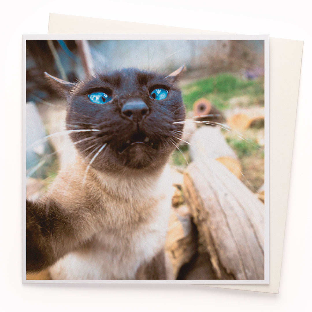 The 'Cat Selfie' card is part of the 1000 Words - Slice of life licensed photography collection with a focus on animal shenanigans and the ridiculous.