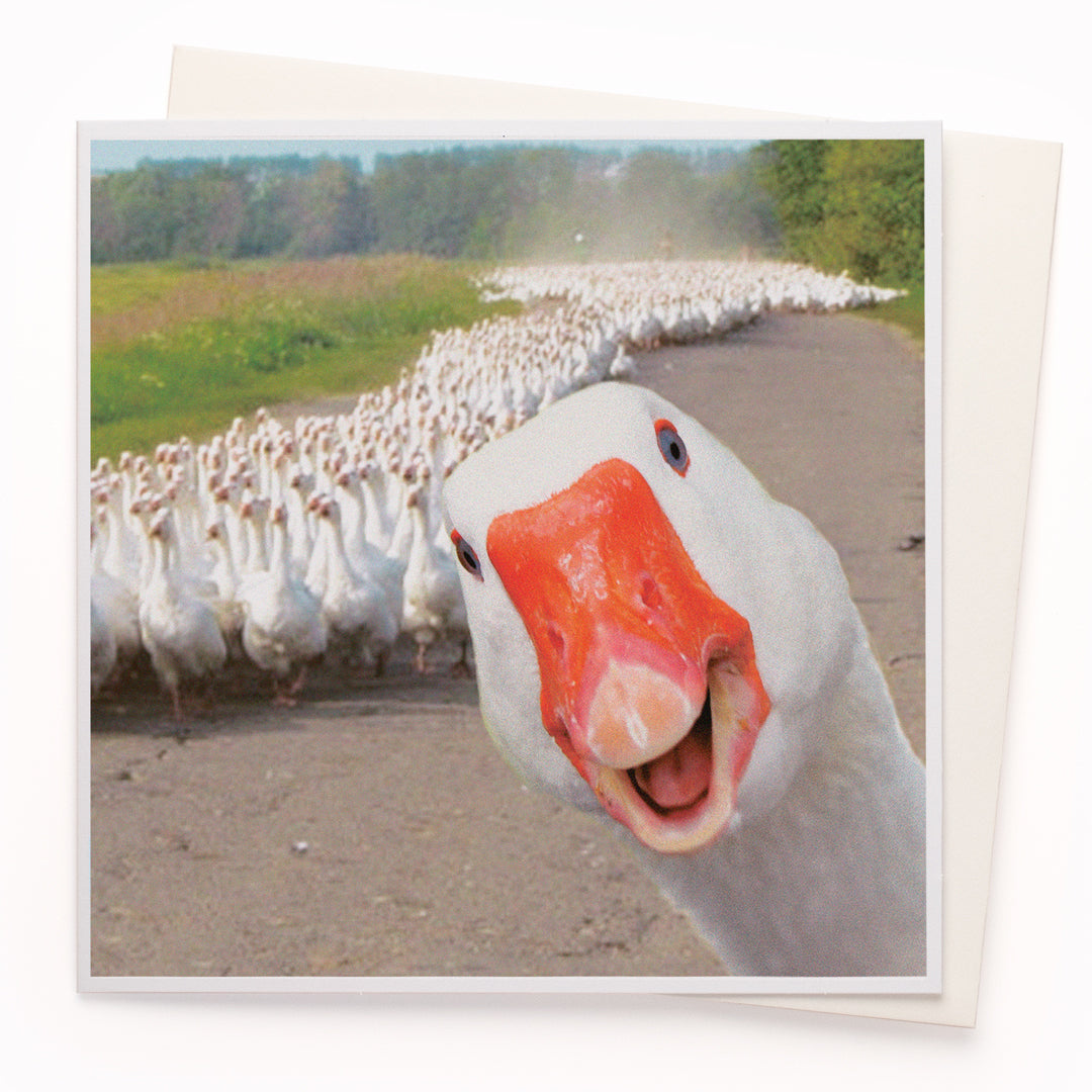 The 'Goose Army' card is part of the 1000 Words - Slice of life licensed photography collection with a focus on animal shenanigans and the ridiculous.