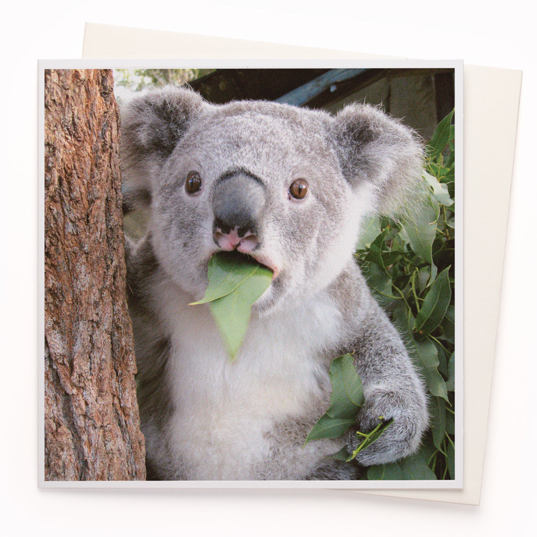 A mainstay of the USTUDIO collection, 1000 Words is a creative and humorous photographic greeting card range that is also our most decorated range. It has now won three Henries (the 'Oscars' of the greeting card industry... yes there really is such a thing!)