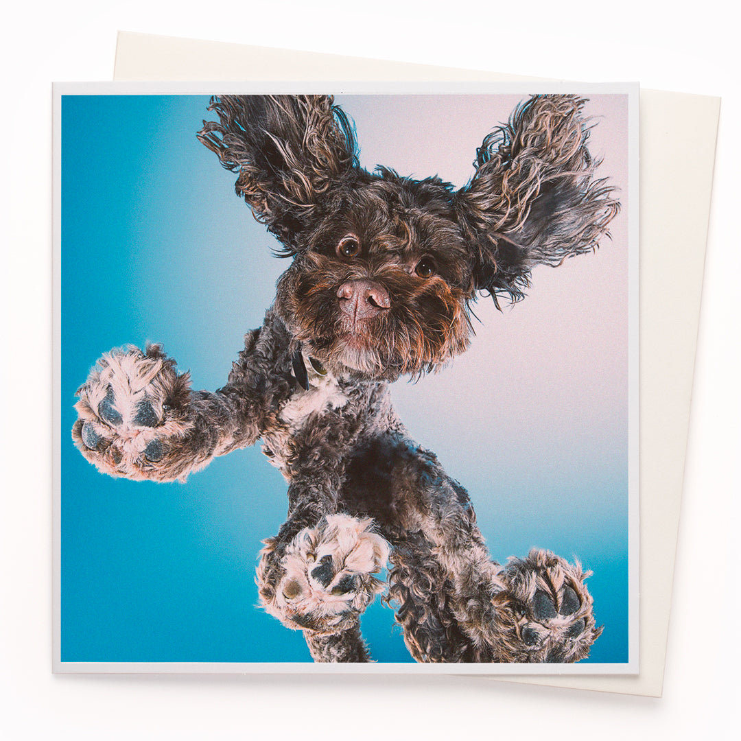 The 'Dog From Below' card is part of the 1000 Words - Slice of life licensed photography collection with a focus on animal shenanigans and the ridiculous.