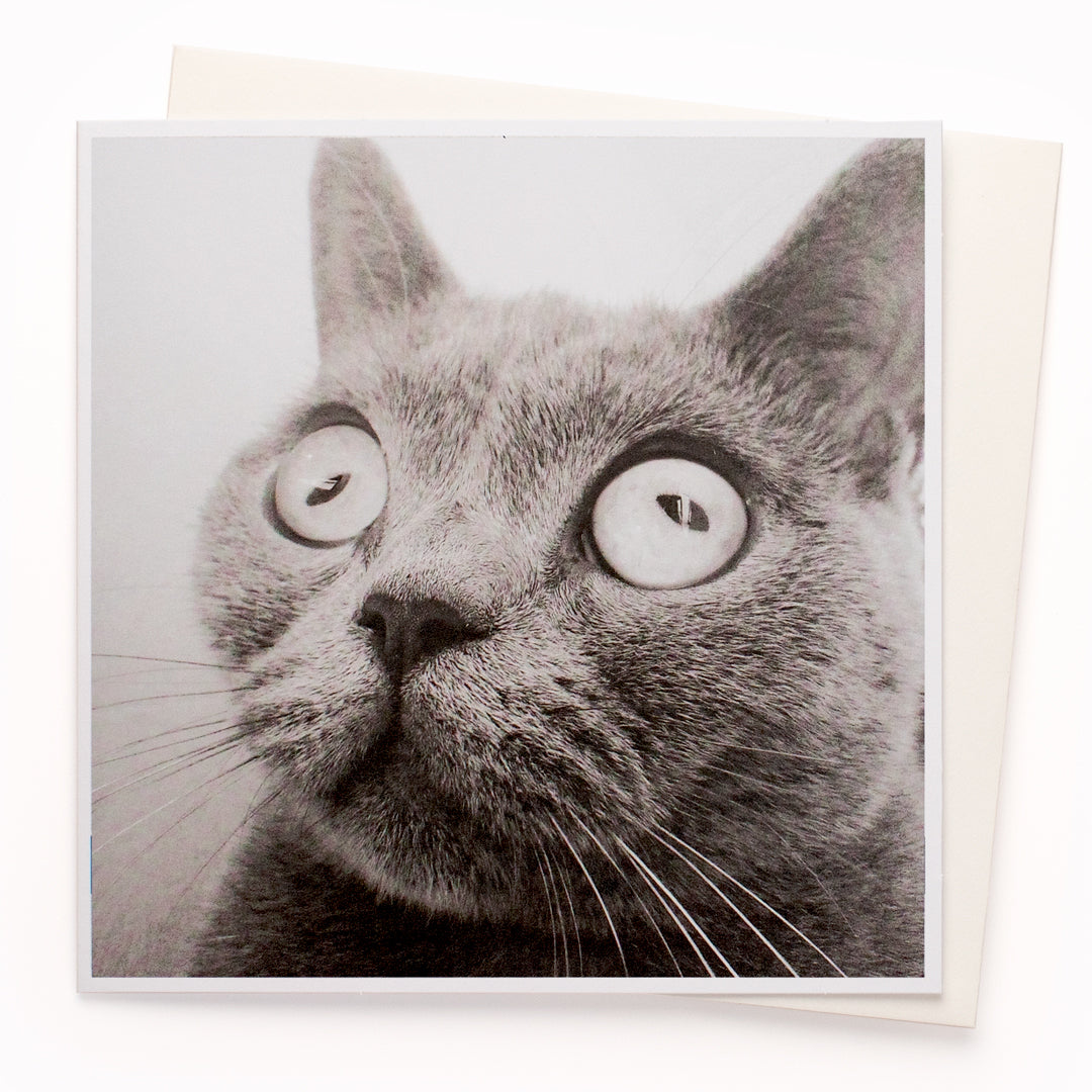 The 'Eye Roll' card is part of the 1000 Words - Slice of life licensed photography collection with a focus on animal shenanigans and the ridiculous.