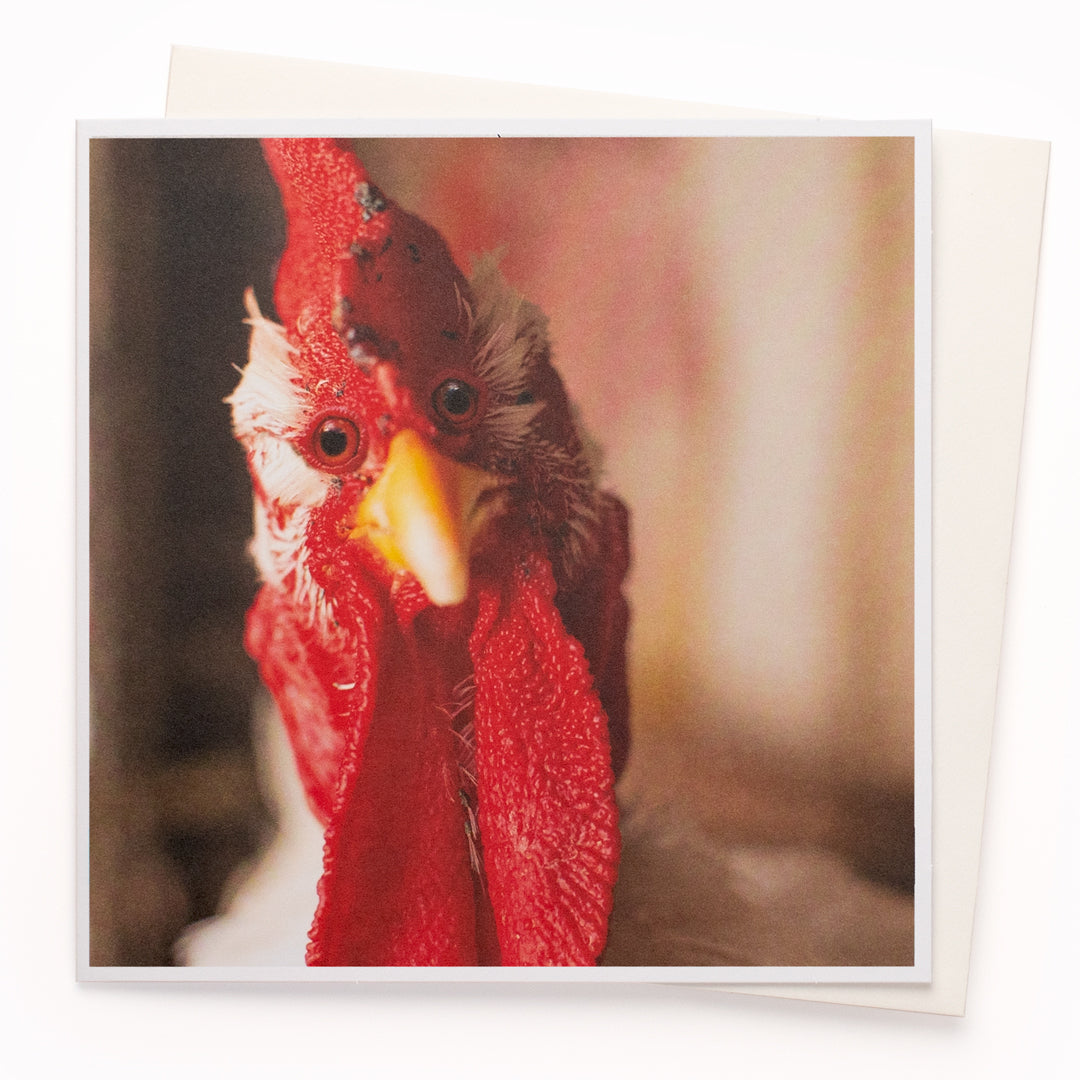The 'Chicken Gaze' card is part of the 1000 Words - Slice of life licensed photography collection with a focus on animal shenanigans and the ridiculous.