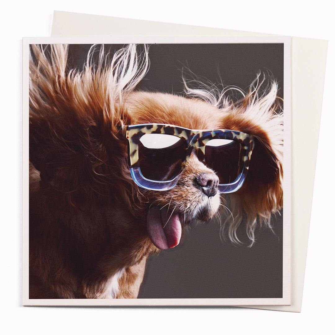 The 'Life Is Great' card is part of the 1000 Words - Slice of life licensed photography collection with a focus on animal shenanigans and the ridiculous.