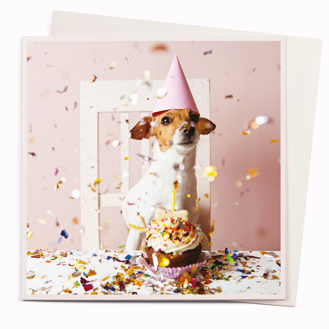 The 'Little Dogs Party' card is part of the 1000 Words - Slice of life licensed photography collection with a focus on animal shenanigans and the ridiculous.