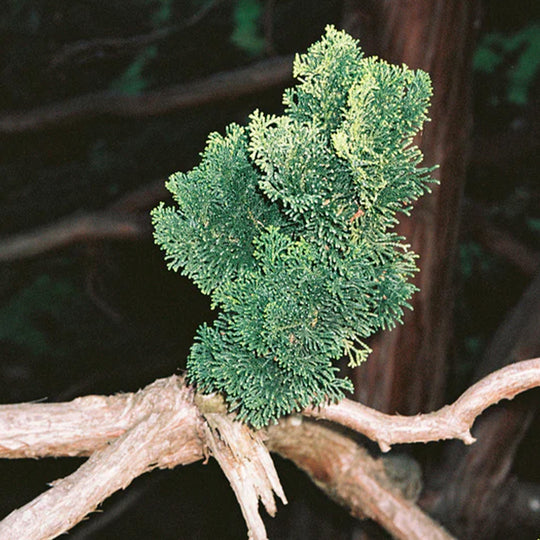Image of Hinoki (Japanese Cypress) branch. The Hinoki scent is a woody outdoor fragrance of Japanese cypress, cedarwood and nutmeg.