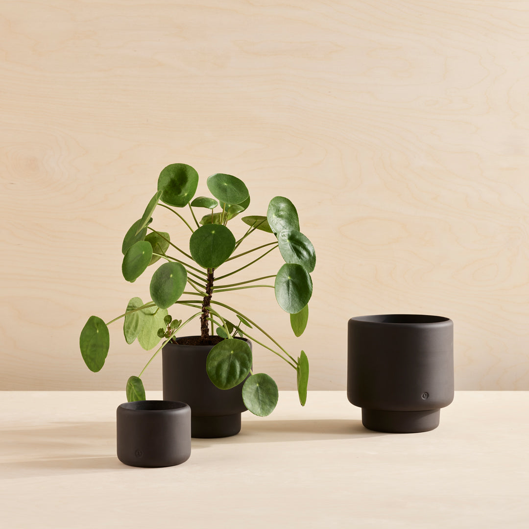 Botany Porcelain Planter | Black | D. 11.5cm