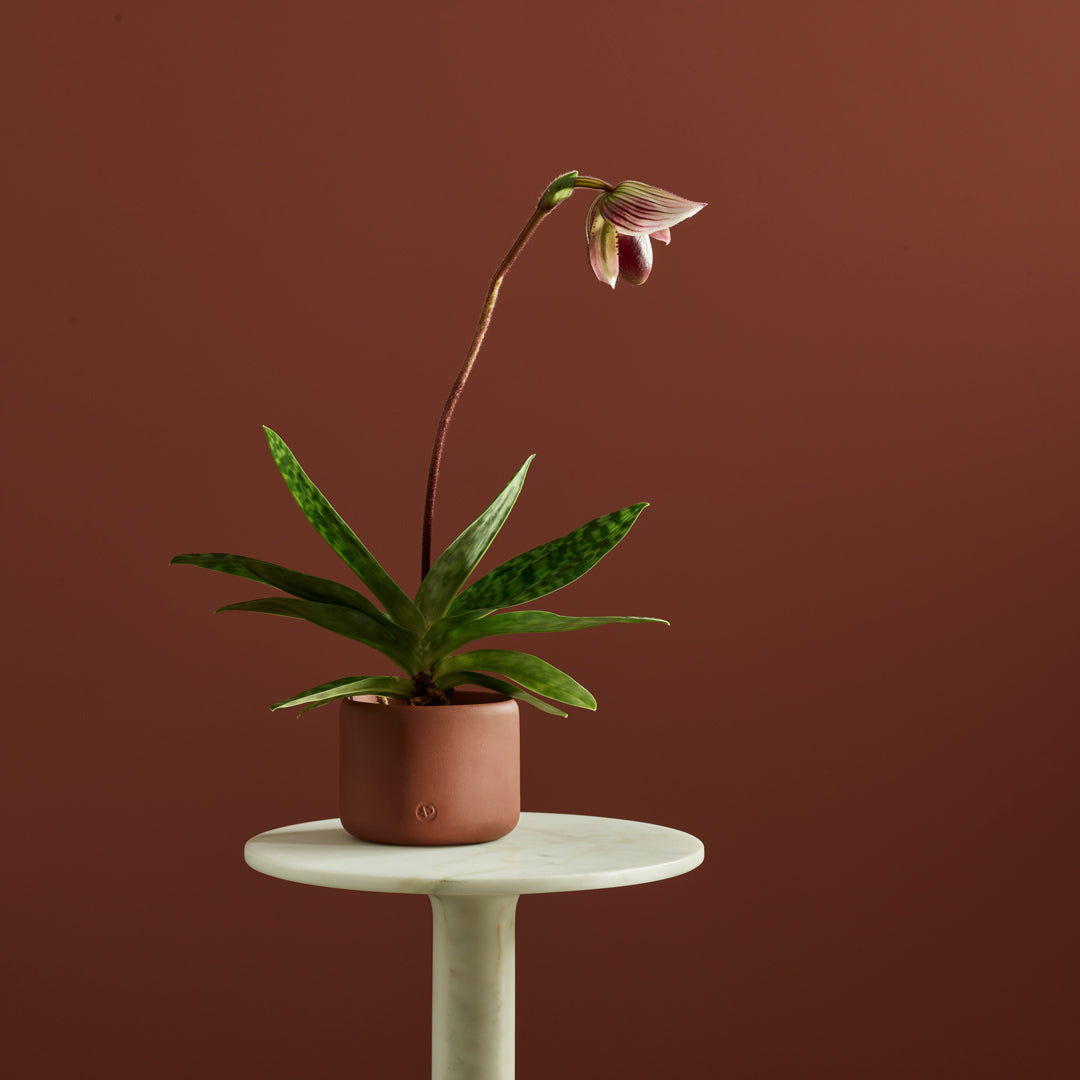 Botany Porcelain Planter | Terracotta | D. 11.5cm